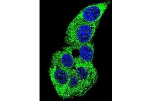 Immunofluorescence (IF) image for anti-Actin, gamma 1 (ACTG1) antibody (ABIN3002670) (Actin, gamma 1 anticorps)