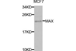 Western blot analysis of extracts of MCF-7 cells, using MAX antibody (ABIN5971184) at 1/1000 dilution. (MAX anticorps)