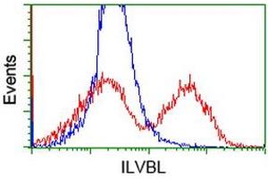 HEK293T cells transfected with either RC203987 overexpress plasmid (Red) or empty vector control plasmid (Blue) were immunostained by anti-ILVBL antibody (ABIN2454746), and then analyzed by flow cytometry. (ILVBL anticorps)