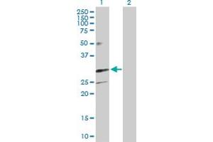 Western Blot analysis of TREM1 expression in transfected 293T cell line by TREM1 MaxPab polyclonal antibody.