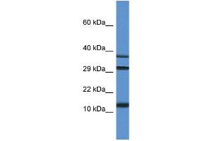 WB Suggested Anti-Ubl3 Antibody Titration: 1. (UBL3 anticorps  (C-Term))