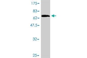 Western Blot detection against Immunogen (59.