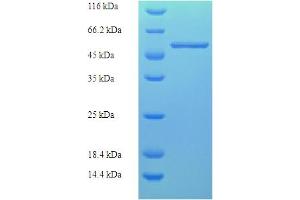 SDS-PAGE (SDS) image for Fasciclin Arabinogalactan Protein 1 (FLA1) (AA 1-336), (full length) protein (His-SUMO Tag) (ABIN5710762)