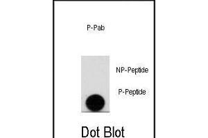 Dot blot analysis of anti-Phospho-LEO1-pS10 Antibody (ABIN389964 and ABIN2839762) on nitrocellulose membrane. (LEO1 anticorps  (pSer10))
