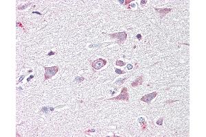 Anti-GOLGA6 antibody IHC of human brain, cortex. (GOLGA6A anticorps  (AA 536-547))
