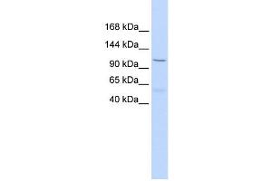 PCDH8 antibody used at 1 ug/ml to detect target protein. (Protocadherin 8 anticorps  (Middle Region))