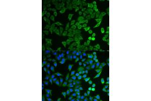 anti-Nitrogen Permease Regulator-Like 2 (S. Cerevisiae) (NPRL2) (AA 1-220) antibody