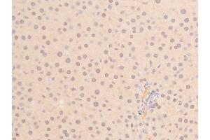 ABIN6267288 at 1/100 staining mouse liver tissue sections by IHC-P.