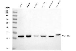 Western blot analysis of ECHS1 using anti-ECHS1 antibody (ABIN7599813).