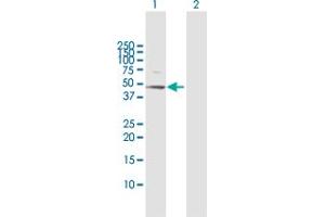 Western Blot analysis of RRAGB expression in transfected 293T cell line by RRAGB MaxPab polyclonal antibody. (RRAGB anticorps  (AA 1-374))