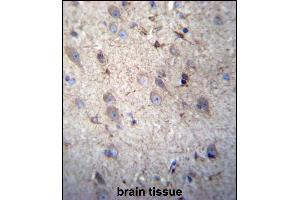 GSTM5 Antibody (N-term) (ABIN656656 and ABIN2845897) immunohistochemistry analysis in formalin fixed and paraffin embedded human brain tissue followed by peroxidase conjugation of the secondary antibody and DAB staining.