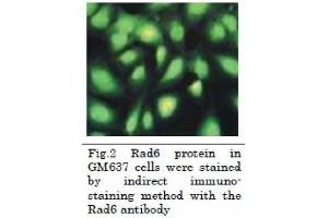 Immunofluorescence (IF) image for anti-Rad6 (full length) antibody (ABIN2452101)