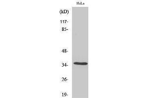 Western Blotting (WB) image for anti-Olfactory Receptor, Family 5, Subfamily F, Member 1 (OR5F1) (C-Term) antibody (ABIN3186154) (OR5F1 anticorps  (C-Term))