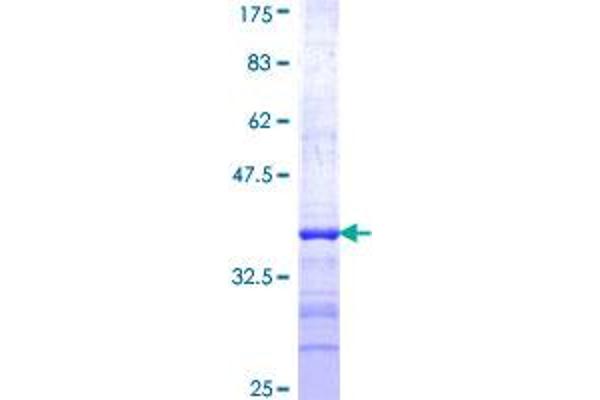 NEU2 Protein (AA 180-268) (GST tag)