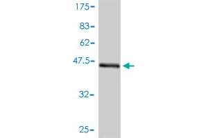Western Blot detection against Immunogen (47. (BID anticorps  (AA 1-195))