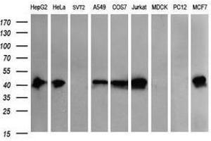 Image no. 2 for anti-THUMP Domain Containing 1 (THUMPD1) antibody (ABIN1501384) (THUMPD1 anticorps)