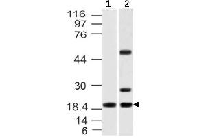 Image no. 1 for anti-Interleukin 37 (IL37) antibody (ABIN5027737) (IL-37 anticorps)