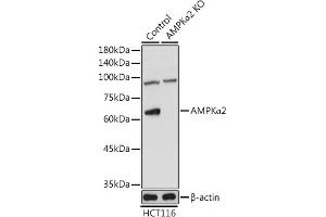 Western blot analysis of extracts from normal (control) and AMPKα2 Rabbit pAb knockout (KO) HCT116 cells, using AMPKα2 Rabbit pAb antibody (ABIN6129904, ABIN6146171, ABIN6146173 and ABIN6223184) at 1:1000 dilution. (PRKAA2 anticorps  (AA 343-552))
