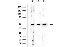 anti-GTP Binding Protein 5 (GTPBP5) (Internal Region) antibody