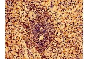 Immunohistochemistry of paraffin-embedded human spleen tissue using ABIN7155563 at dilution of 1:100