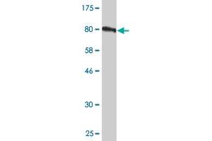 Western Blot detection against Immunogen (81. (TOE1 anticorps  (AA 1-510))