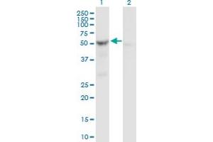 Western Blot analysis of SHMT2 expression in transfected 293T cell line by SHMT2 MaxPab polyclonal antibody. (SHMT2 anticorps  (AA 1-504))