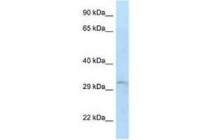 Image no. 1 for anti-TIP41-like protein (TIPRL) (AA 57-106) antibody (ABIN6747644) (TIPRL anticorps  (AA 57-106))
