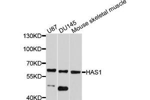 Western blot analysis of extracts of various cell lines, using HAS1 antibody (ABIN5997874) at 1/1000 dilution. (HAS1 anticorps)