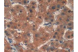 Figure. (MMP12 anticorps  (AA 290-469))