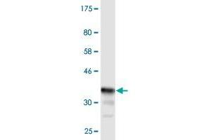 Western Blot detection against Immunogen (36.