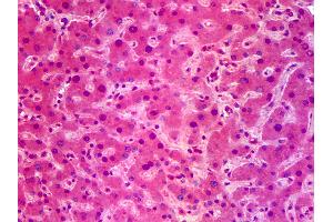 Anti-SIK1 / SNF1LK antibody IHC of human liver.