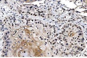 IHC analysis of MAFF using anti-MAFF antibody (ABIN7599317). (MafF anticorps  (AA 1-37))
