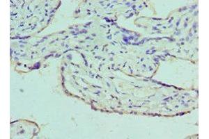 Immunohistochemistry of paraffin-embedded human placenta tissue using ABIN7145136 at dilution of 1:100