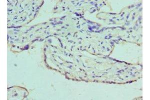 Immunohistochemistry of paraffin-embedded human placenta tissue using ABIN7145136 at dilution of 1:100 (Azurocidin anticorps  (AA 27-251))