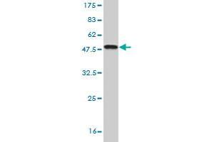Western Blot detection against Immunogen (46.