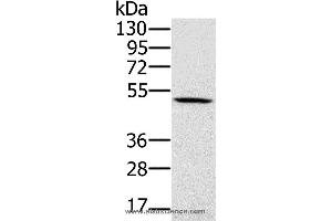 Western blot analysis of 231 cell, using PSMC2 Polyclonal Antibody at dilution of 1:500
