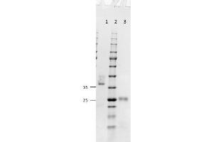 SDS-PAGE results of Goat Fab Anti-Mouse IgG (H&L) Antibody. (Chèvre anti-Souris IgG (Heavy & Light Chain) Anticorps - Preadsorbed)