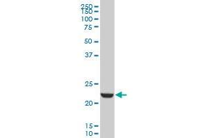 EFHD1 monoclonal antibody (M09), clone 1A8 Western Blot analysis of EFHD1 expression in K-562 . (EFHD1 anticorps  (AA 168-238))