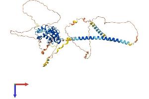 AlphaFold protein structure predicition of Human Recombinant OTUD5 Protein, UniprotID Q96G74