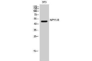 Western Blotting (WB) image for anti-Neuropeptide Y Receptor Y1 (NPY1R) (Internal Region) antibody (ABIN3185950) (NPY1R anticorps  (Internal Region))