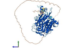 AlphaFold protein structure predicition of Mouse Recombinant Nmt2 Protein, UniprotID O70311