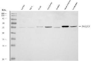 Western blot analysis of DNAJC3 using anti-DNAJC3 antibody (ABIN7601350).