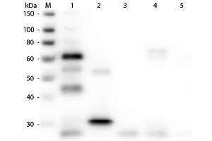 Western Blot of Anti-Chicken IgG (H&L) (GOAT) Antibody (Min X Bv Gt GP Ham Hs Hu Ms Rb Rt & Sh Serum Proteins) . (Chèvre anti-Poulet IgG (Heavy & Light Chain) Anticorps (Texas Red (TR)) - Preadsorbed)