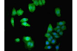 Immunofluorescent analysis of HepG2 cells using ABIN7150562 at dilution of 1:100 and Alexa Fluor 488-congugated AffiniPure Goat Anti-Rabbit IgG(H+L)