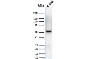 Western Blot Analysis of human K-562 cell lysates using Spastin Mouse Monoclonal Antibody (Sp 6C6). (Spastin anticorps)