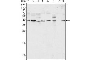 Western blot analysis using ERK2 mouse mAb against Hela (1), NIH/3T3 (2), MCF-7 (3), HEK293 (4), Jurkat (5), A549 (6), NTERA-2 (7) and SMMC-7721 (8) cell lysate.