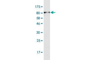 Western Blot detection against Immunogen (79. (PDZD3 anticorps  (AA 1-491))