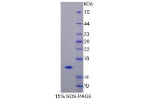 Image no. 1 for General Transcription Factor IIA, 2, 12kDa (GTF2A2) (AA 1-109) protein (ABIN6239448)