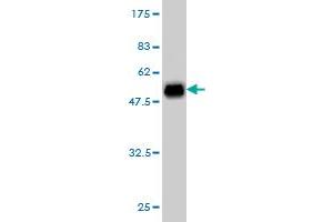 Western Blot detection against Immunogen (53. (DREAM anticorps  (AA 1-256))