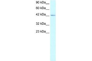 WB Suggested Anti-ZNF207 Antibody Titration:  1. (ZNF207 anticorps  (Middle Region))